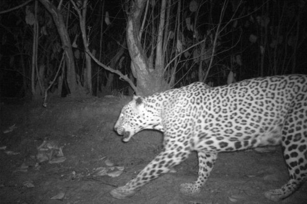 Assam: 3 Leopards Spotted In Sila Reserve Forest Through Camera Tapping ...