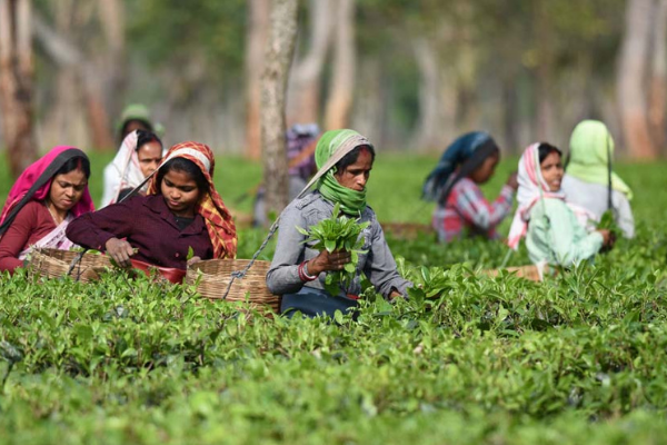 Assam Fertiliser Shortage Frustrates Tea Garden Operators Retailers 9519