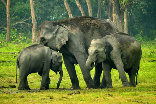 Elephant Tramples Minor To Death In Assam