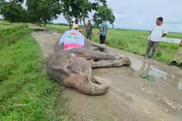 Kaziranga National Park Mourns Death of Iconic Elephant 'Mohanmala'