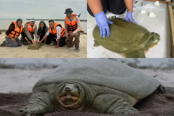 India's First Satellite-Tagged Ganges Softshell Turtle Released in  Kaziranga National Park