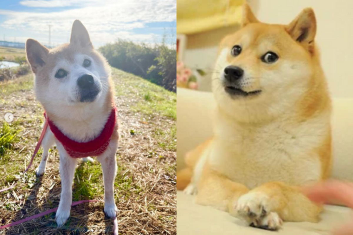 famous-meme-dog-doge-gets-diagnosed-with-cancer