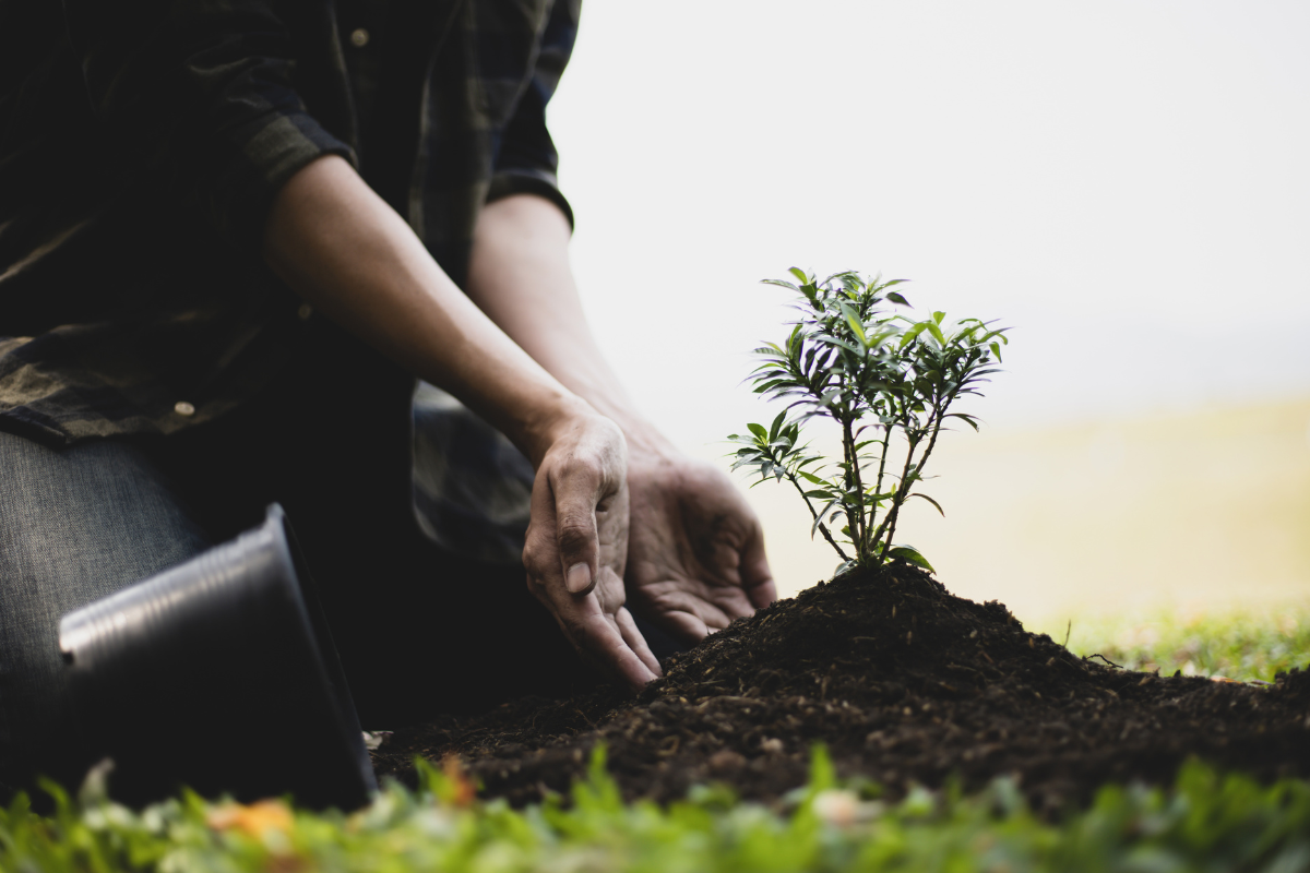 Sybo Games partners with Ecologi to plant 200,000 trees