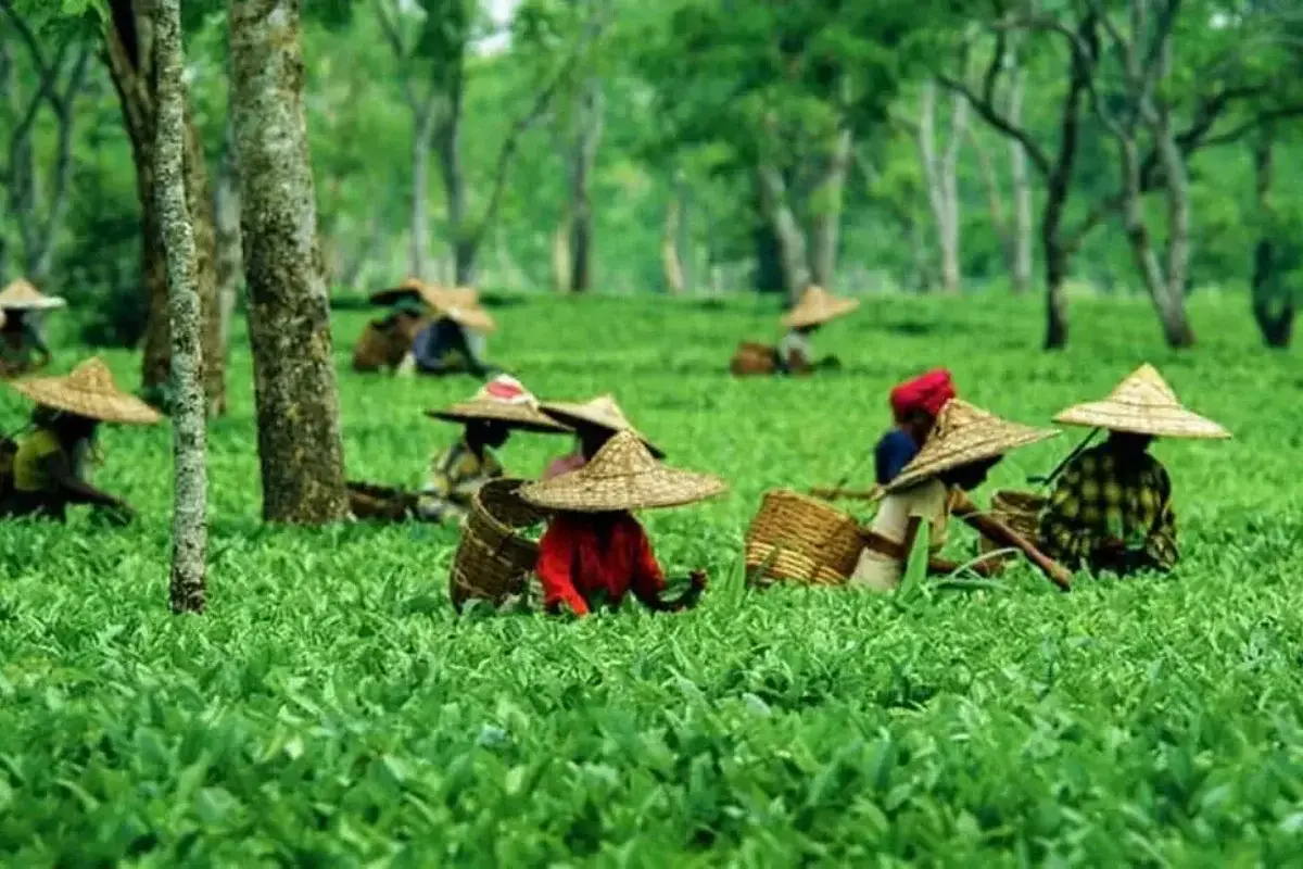 tea-garden-workers-protest-in-dibrugarh-over-denial-of-caste-certificates