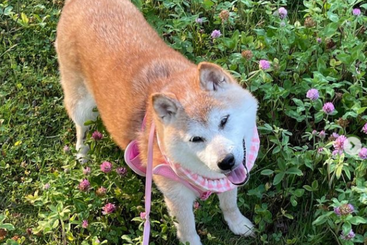 Dogecoin' Dog Nightmare Makes Miraculous Recovery