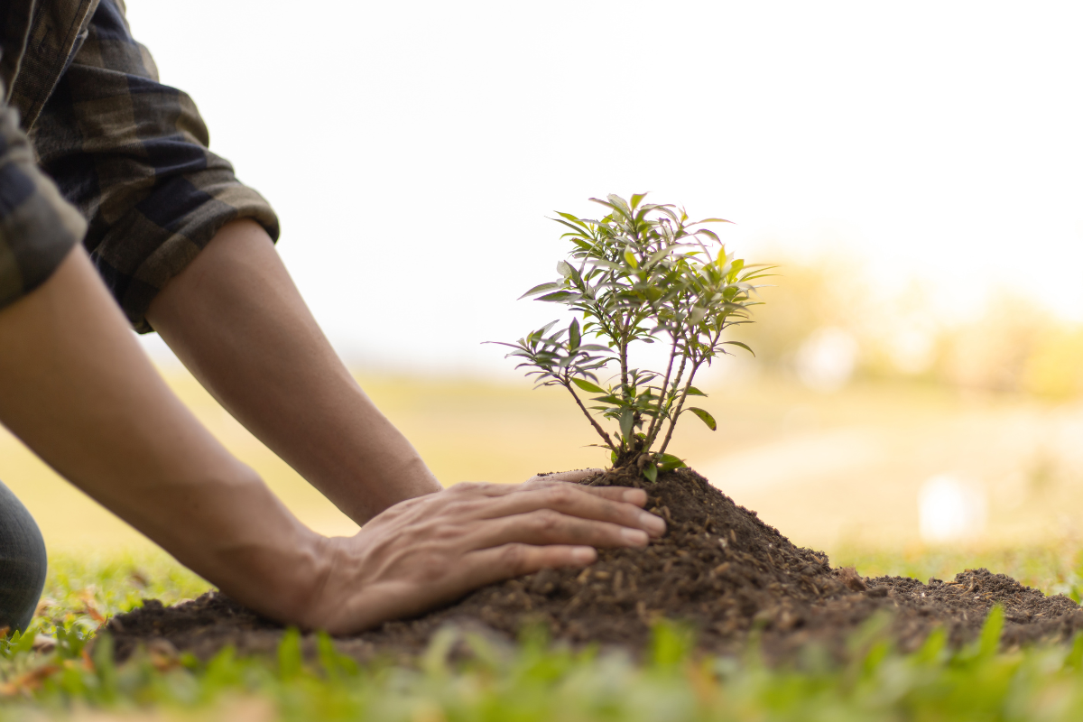 Tree Planting Project Title Tagalog