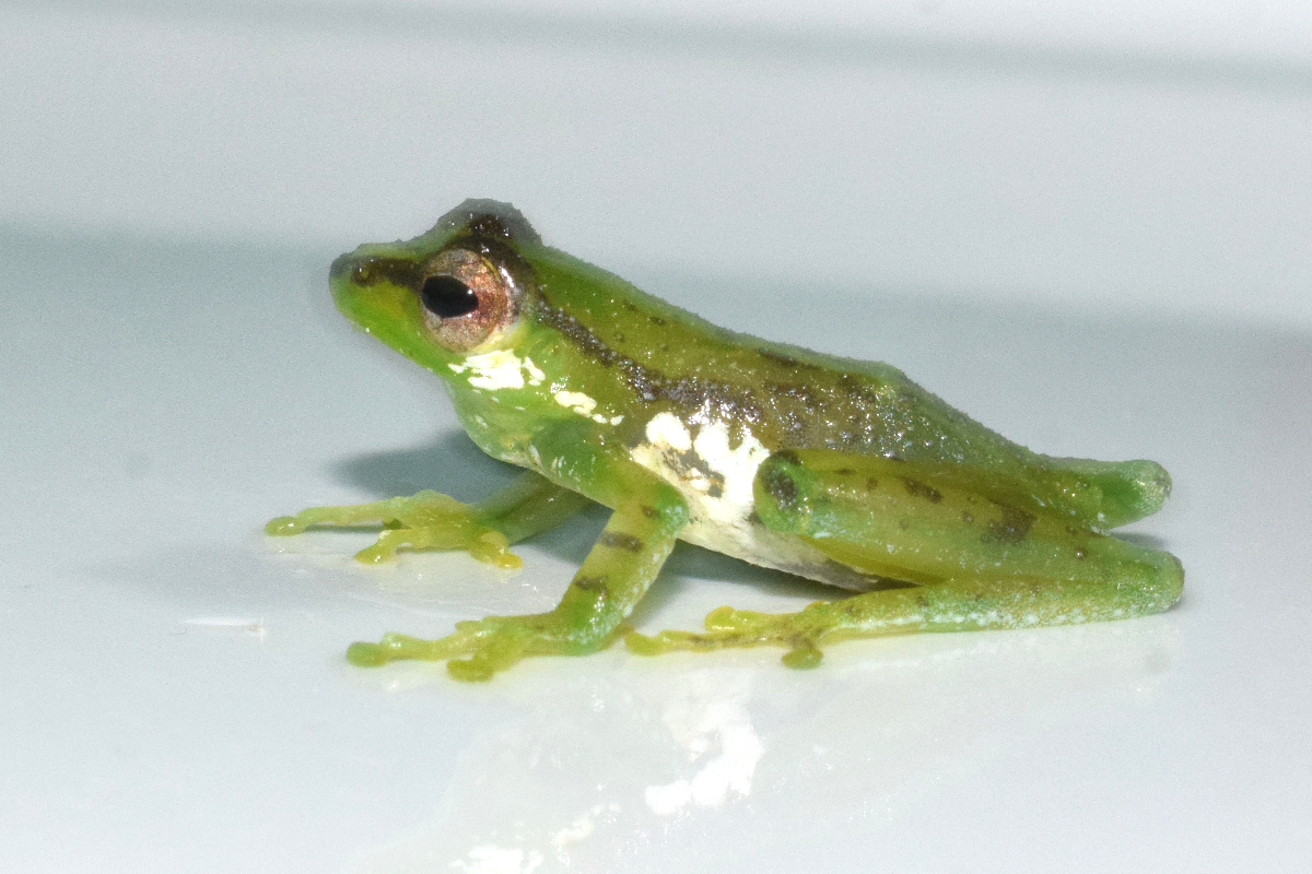 Three New Frog Genera Discovered In Arunachal Pradesh 5093