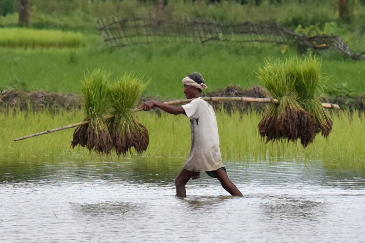 Assam: Cultivable Land Decreased By Over 37,000 Hectares In 5 Years