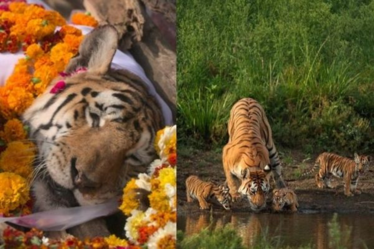 Super Mom Tigeress Who Gave Birth To 29 Cubs Dies In MP Reserve