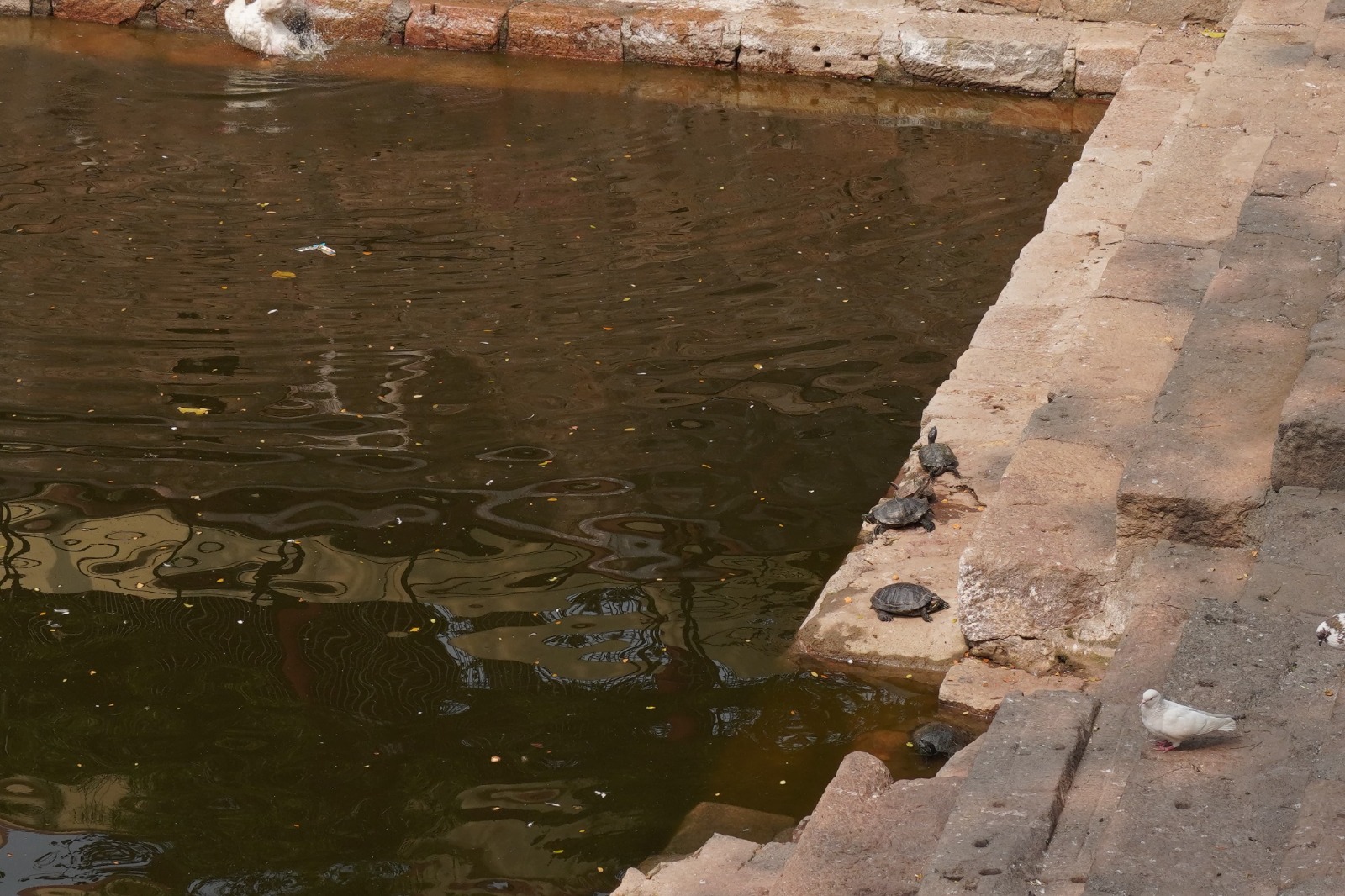 The pool in Kamakhya.
